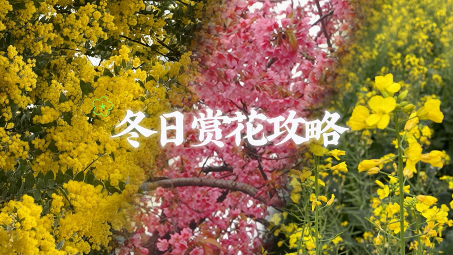 视频 | 成都冬日赏花攻略 刷爆朋友圈的好去处赶紧来打卡