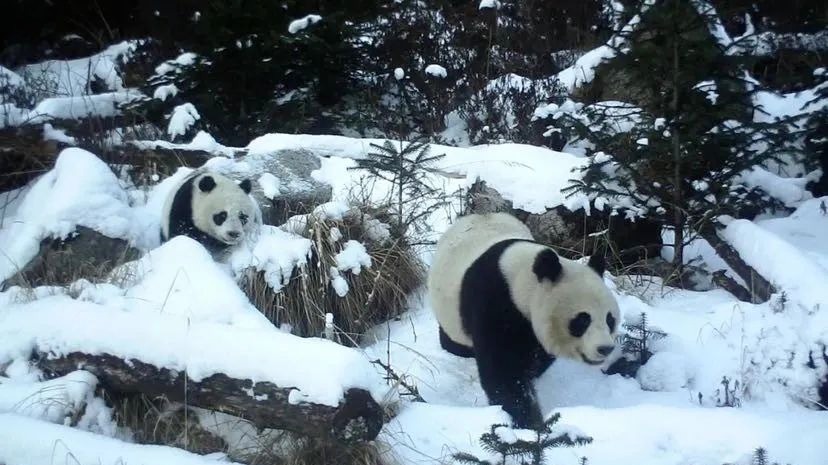 大熊猫保护基地又又又+1！