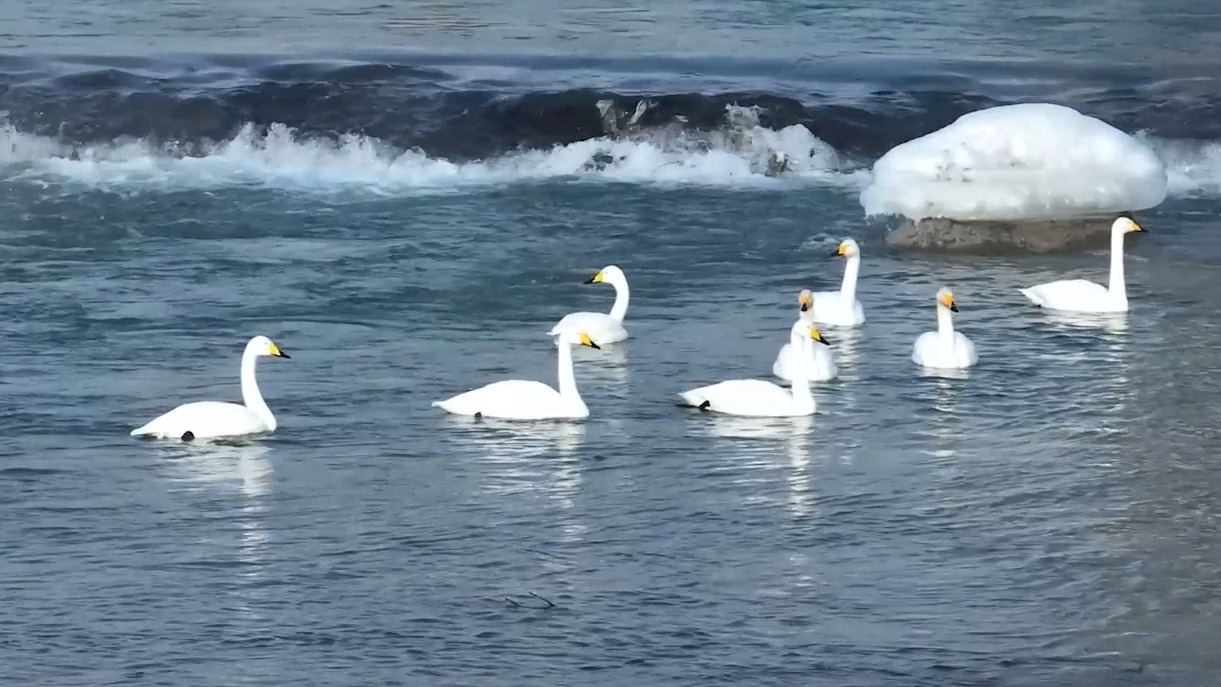 视频 | 梦幻！新疆天鹅雾凇同框美成童话