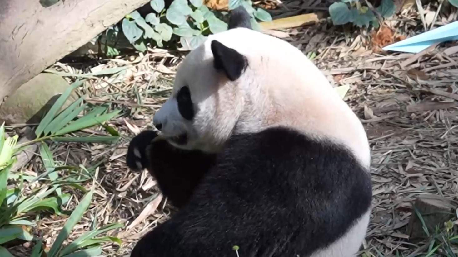 在新加坡出生的大熊猫叻叻16日晚乘包机飞往中国