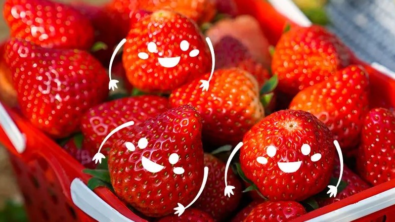 莓目传情！快来和小金一起打开“莓”好→