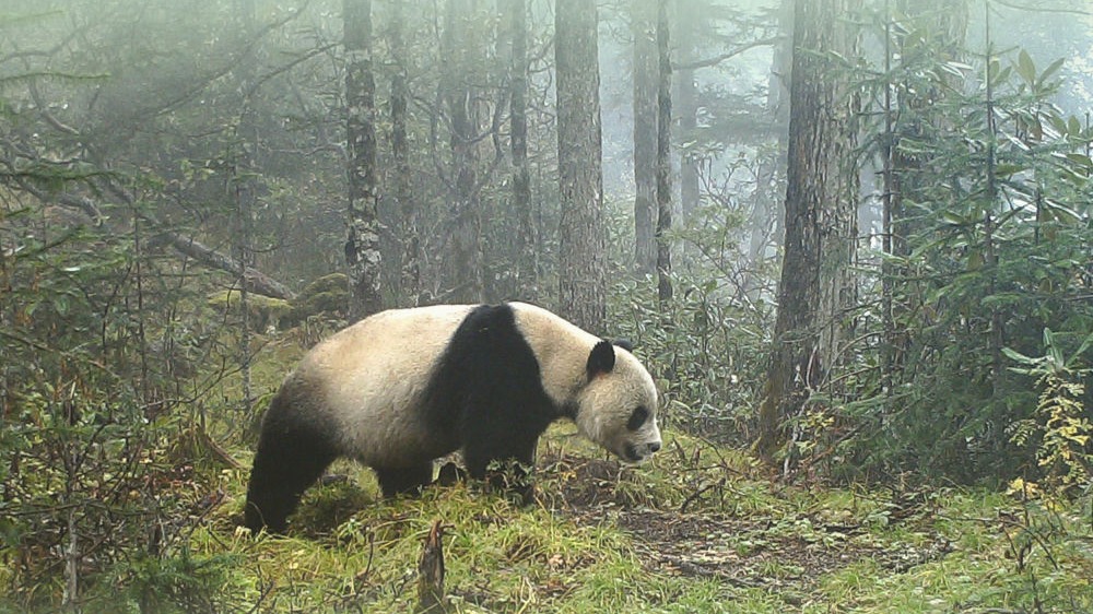大熊猫野外种群总量增长至近1900只