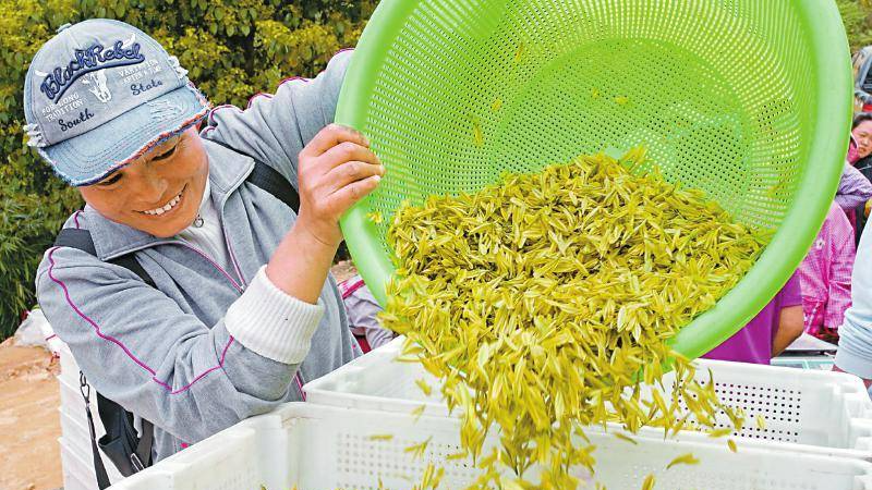 “一片叶”如何变“一条带”？且看川东北高山生态茶产业主动突围|两会圆桌会