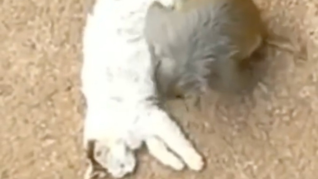 猴子“虐”猫？昆明动物园回应不存在虐待，猴猫情缘何时休？