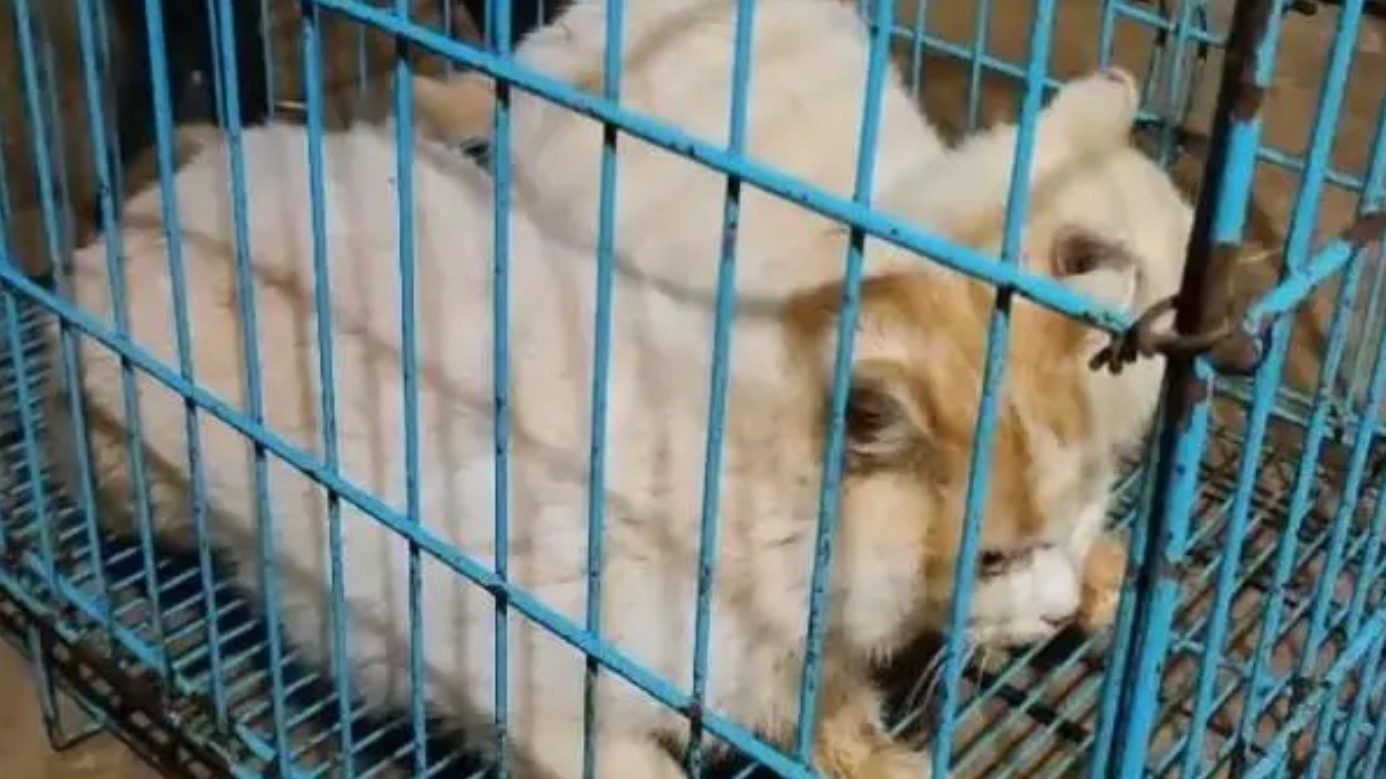 视频｜昆明动物园猴山两只猫已被安全移出 健康状况良好
