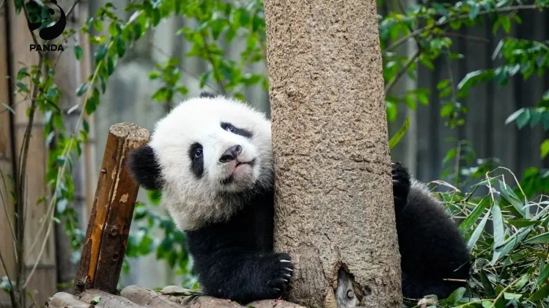 春节热度全国第三，成都开启开心旅游暖心待客模式