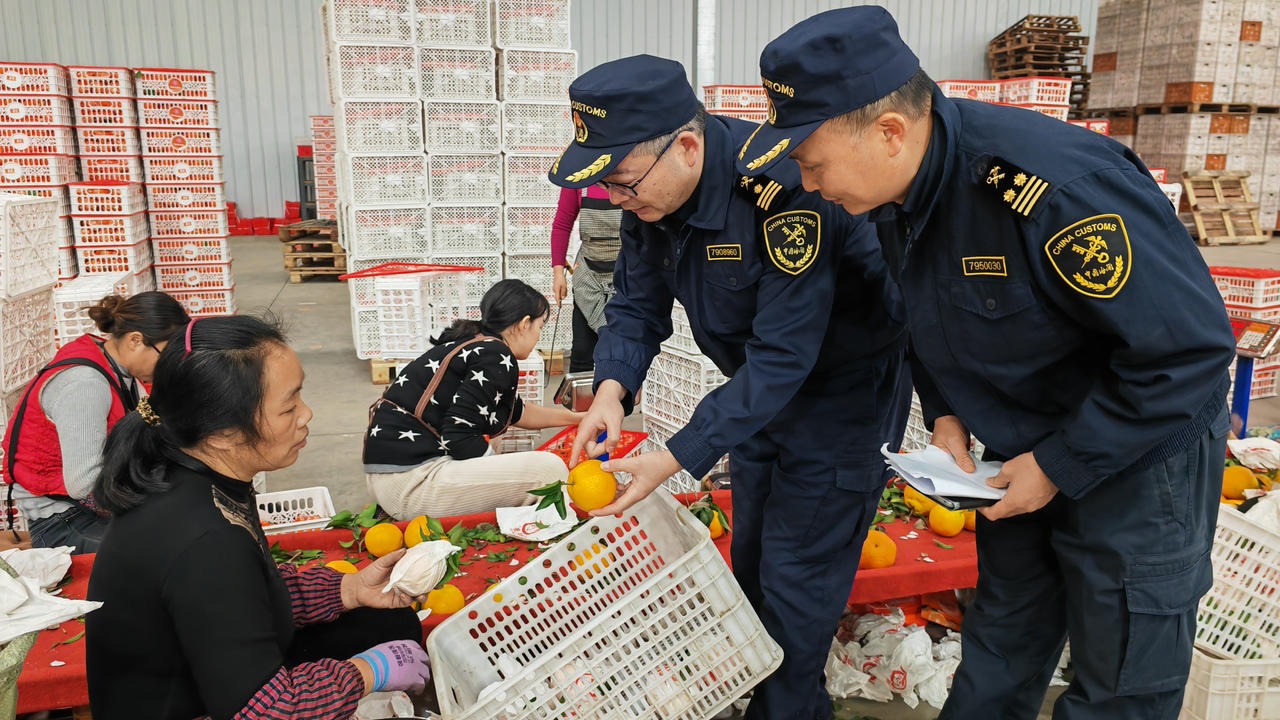 通关“零等待”！蒲江耙耙柑2023年争“鲜”出口532.76吨