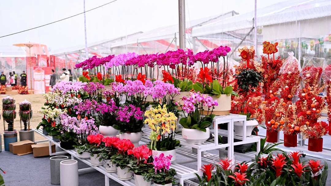 年在成都｜花里年味浓 天府绿道新春花市来袭！
