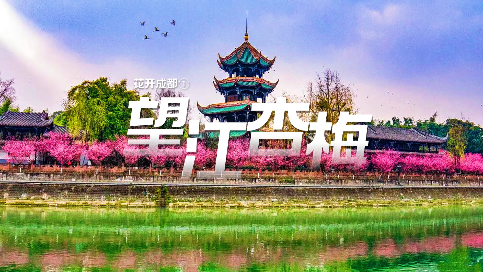 花开成都① ｜春回大地，望江楼公园杏梅沿锦江绽放，太惊艳！