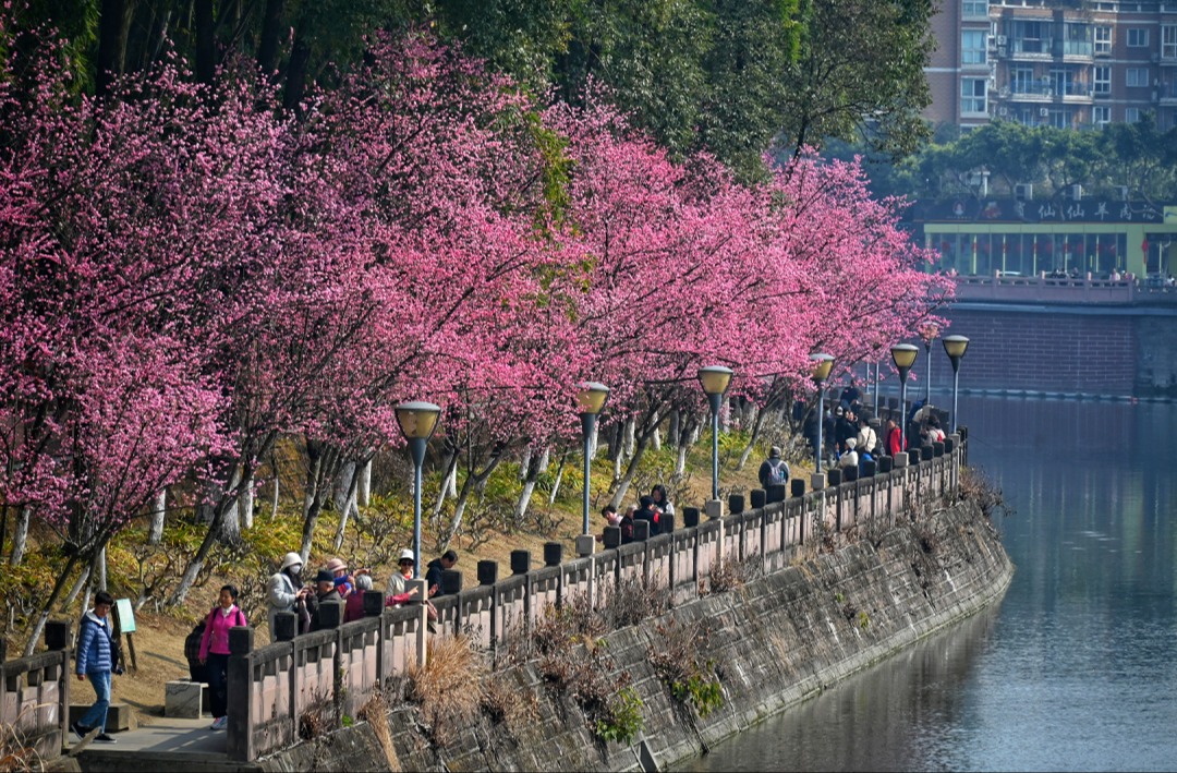 赏花正当时！2024公园城市春花观赏指数发布