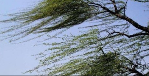 蓉城大风短时临近 最高6级或以上