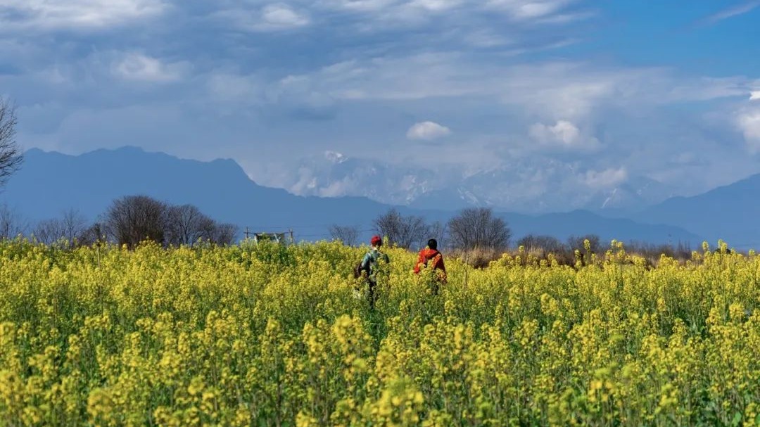 雪山+油菜花，限定美景温江这里可看→