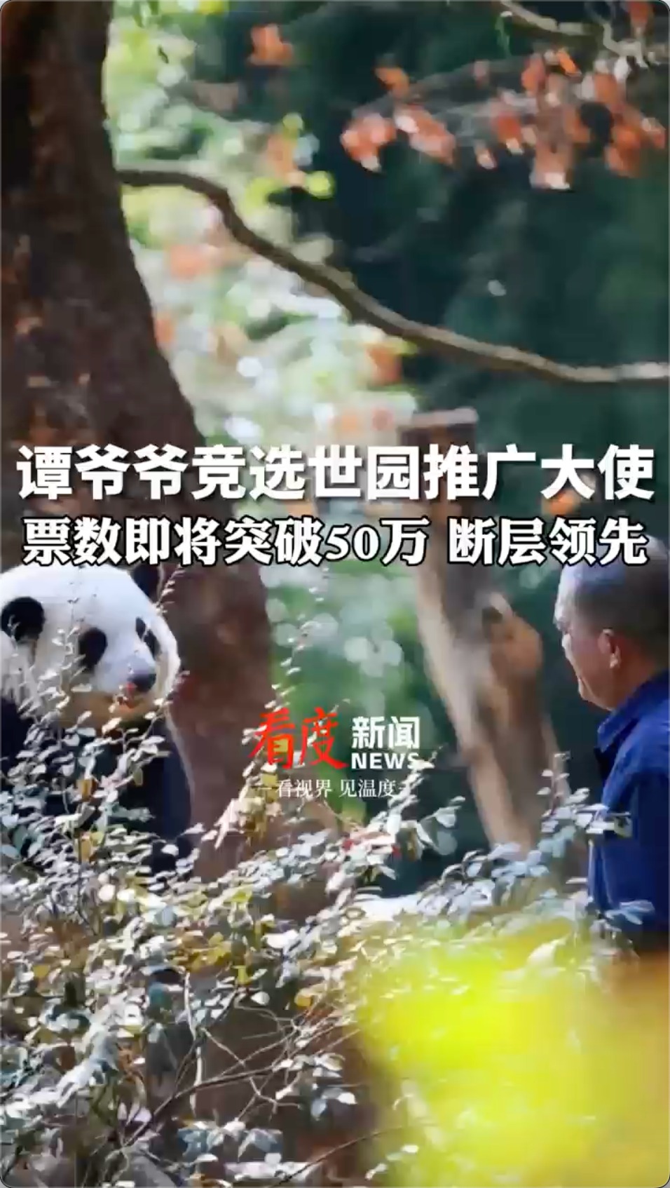 视频｜来上分！谭爷爷候选世园推广大使断层领先