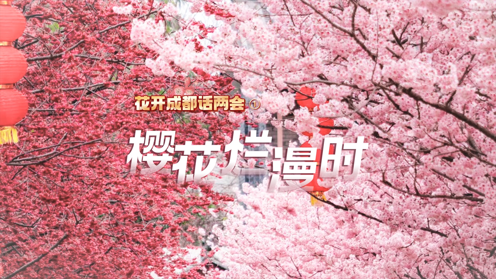 花开成都话两会① ｜樱花烂漫时 我在成都寄语全国两会