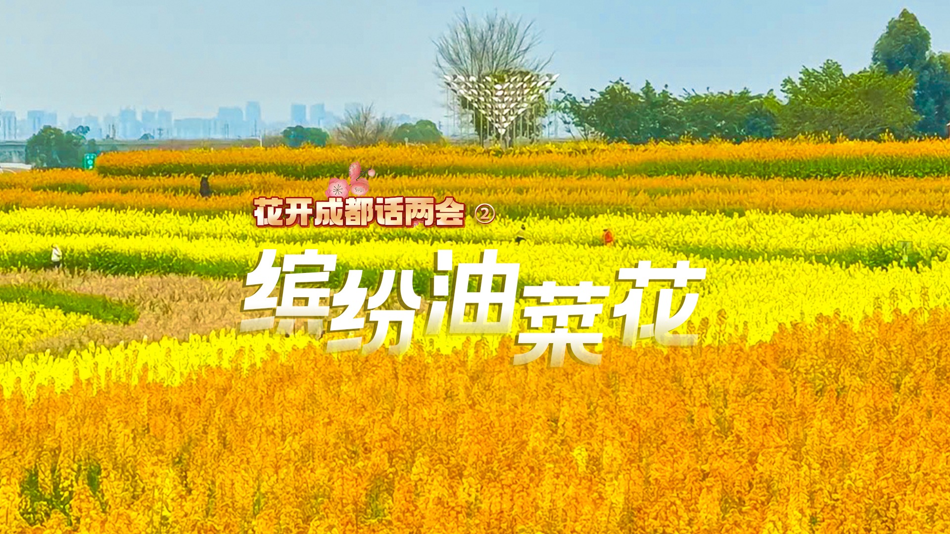 花开成都话两会② ｜满目金黄香百里，一方春色醉千山