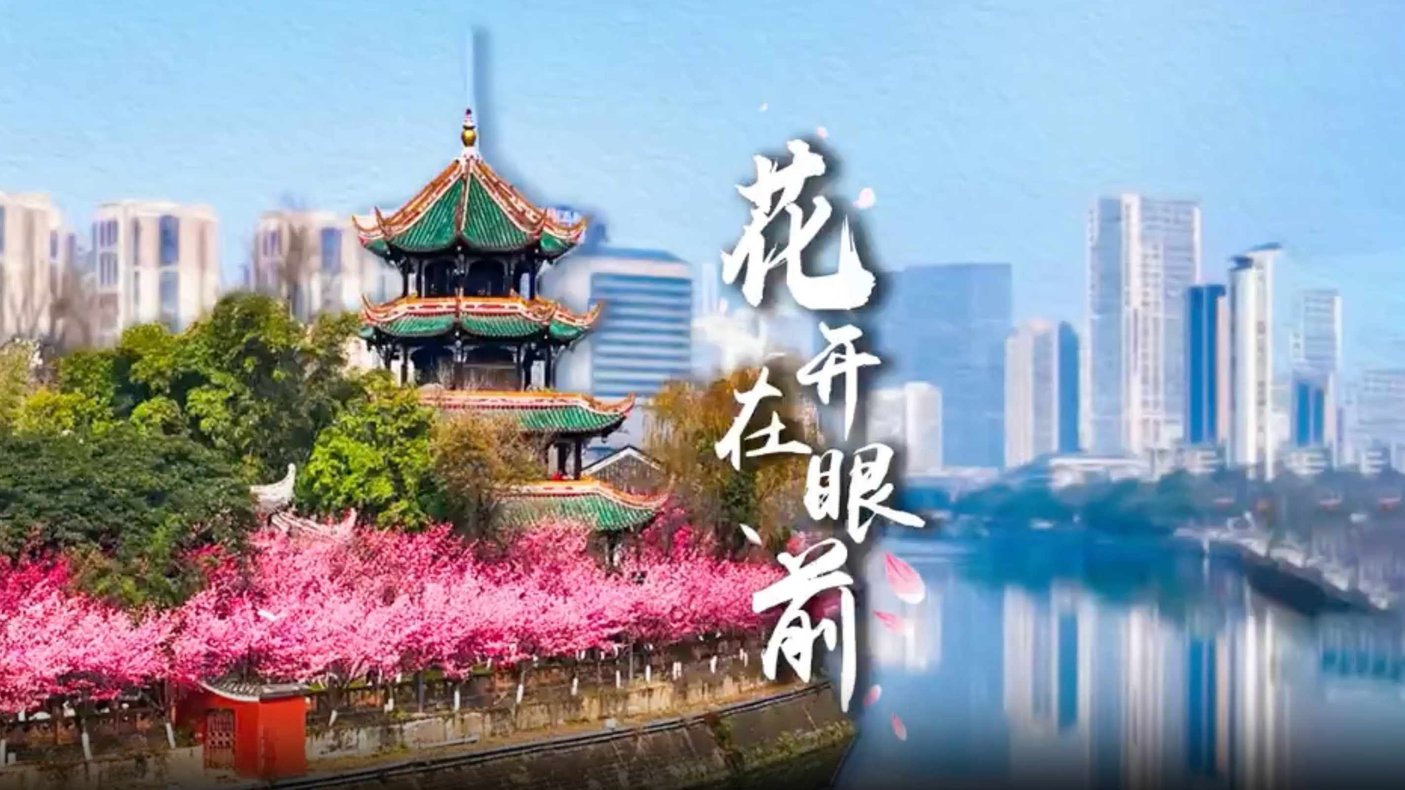 视频丨花开在眼前 花开在成都
