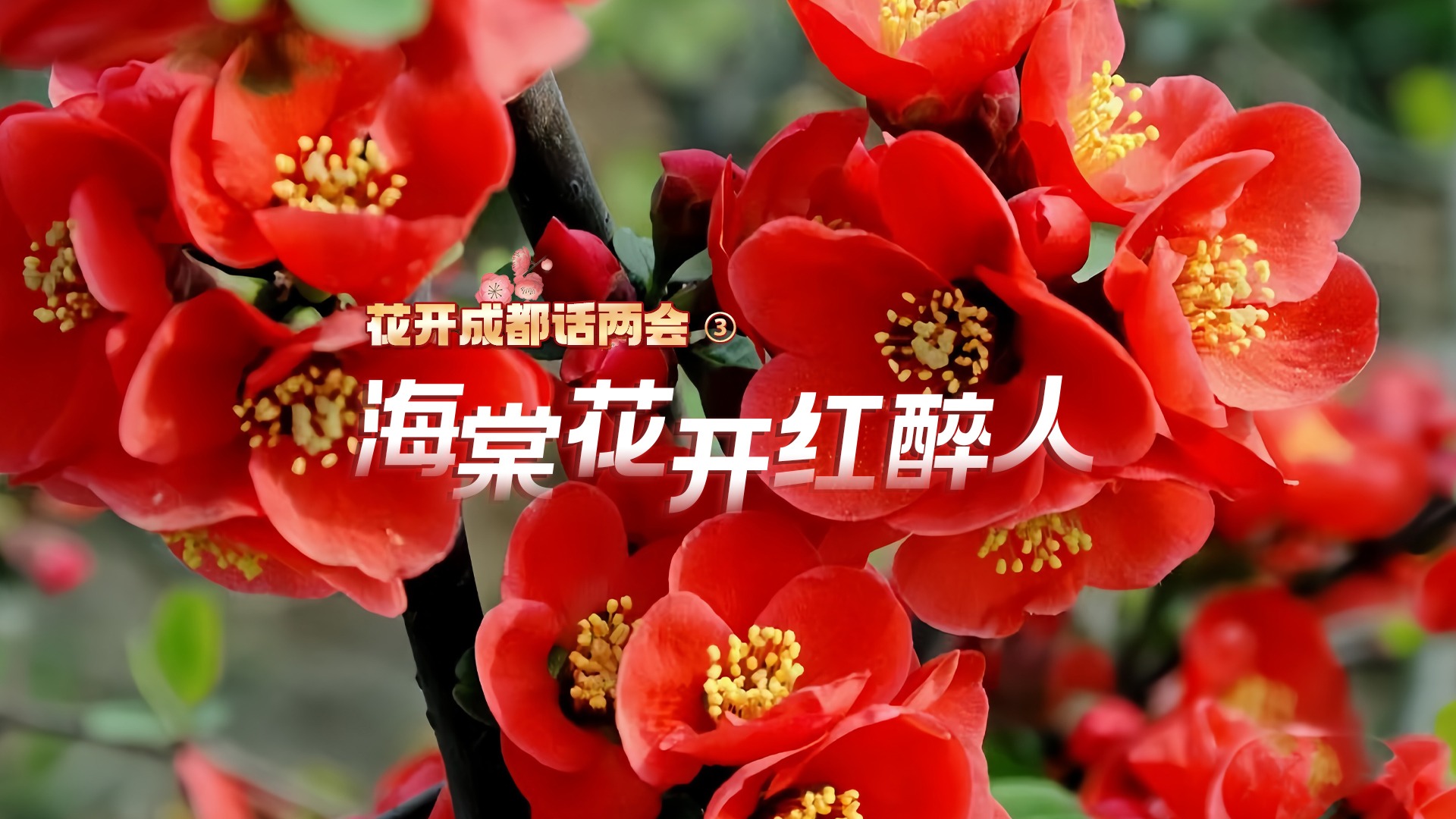 花开成都话两会③ | 海棠花开红醉人 春色烂漫扮蓉城
