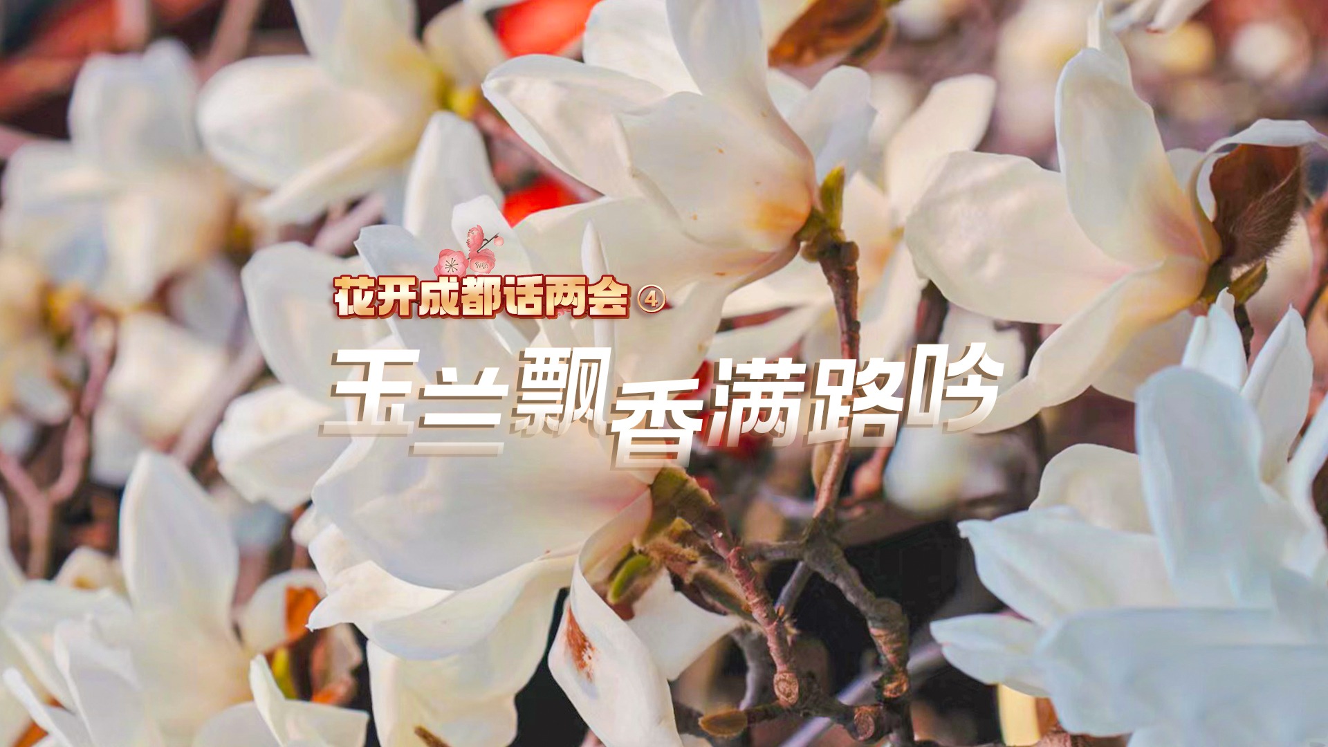 花开成都话两会④ | 玉兰飘香满路吟 蓉城市民话心声