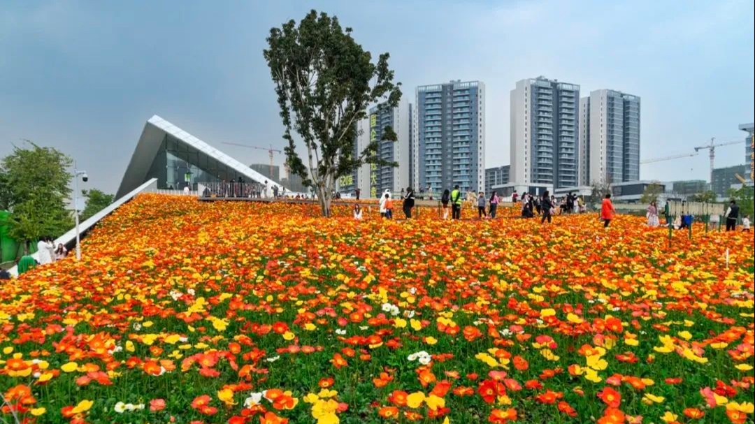 温江人的“莫奈花园”藏不住了！🤳拍照打卡还有这些惊喜等你→