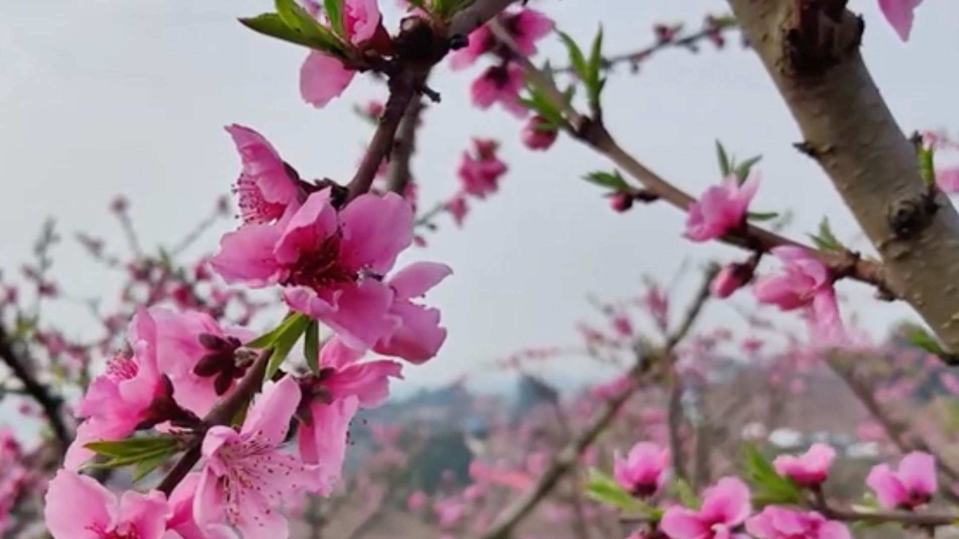 视频｜赏东麓桃花 迎世园盛会 来“沱江第一湾”共赴桃花盛宴