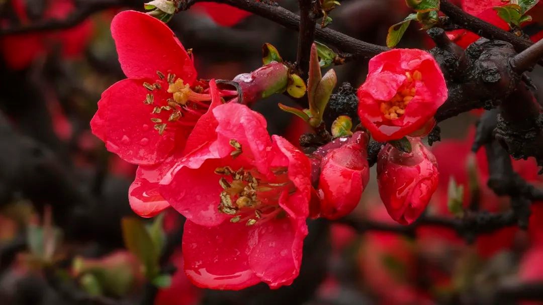 🥰海棠朵朵开！来温江赴一场浪漫的春日之约~