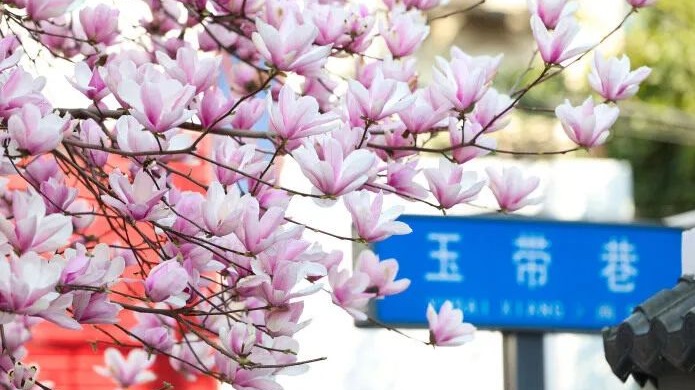 “繁花”上线！成都超全赏花指南来了 点击拥抱春天