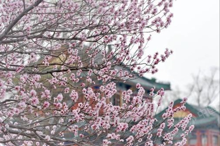 春至长城！全国入春进程图出炉 华北多地提早迈入春天门槛