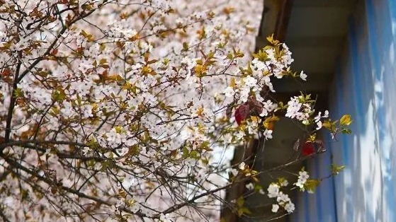 图说紫叶李！快到温江这里，一起走花路→