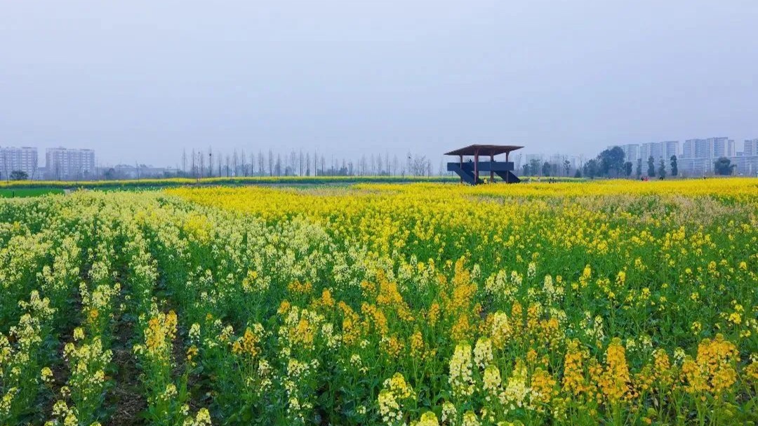 花开正盛！快来温江看彩色油菜花体验春日限定耍法→