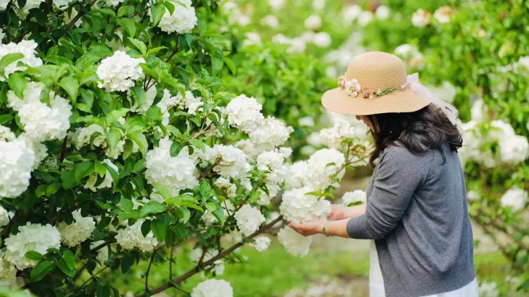 🥰去看木绣球吗？我的意思是，和你一起~