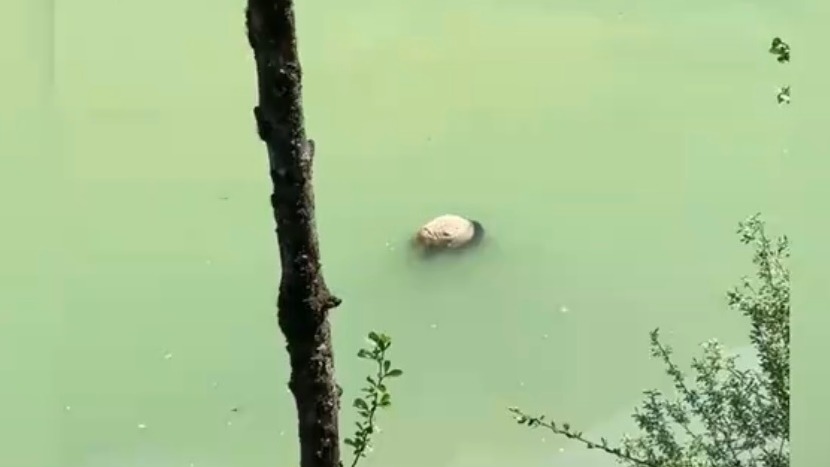宝兴县回应在河道发现疑似幼年大熊猫尸体：正核查