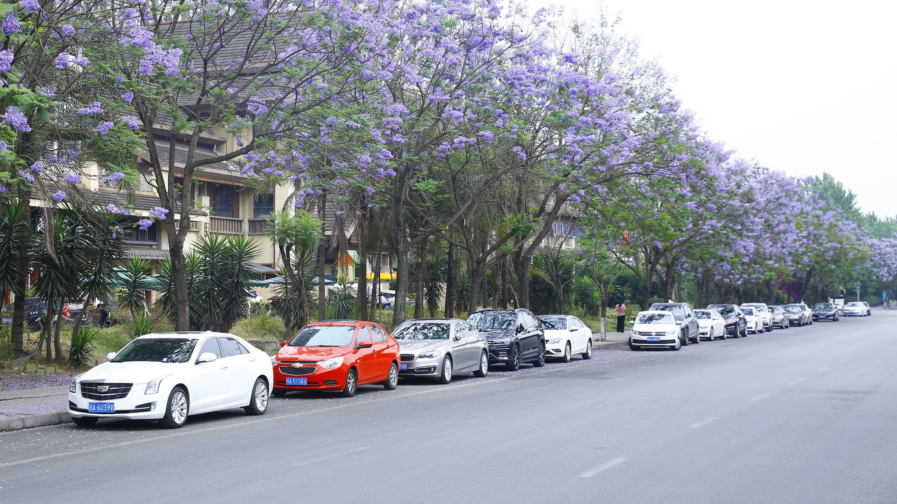 5月8日起 天府新区这些道路禁停