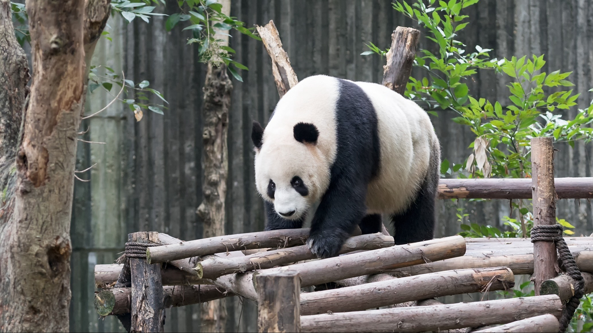 五一逛熊猫基地、自然博物馆怎么走？来看成都交警提示