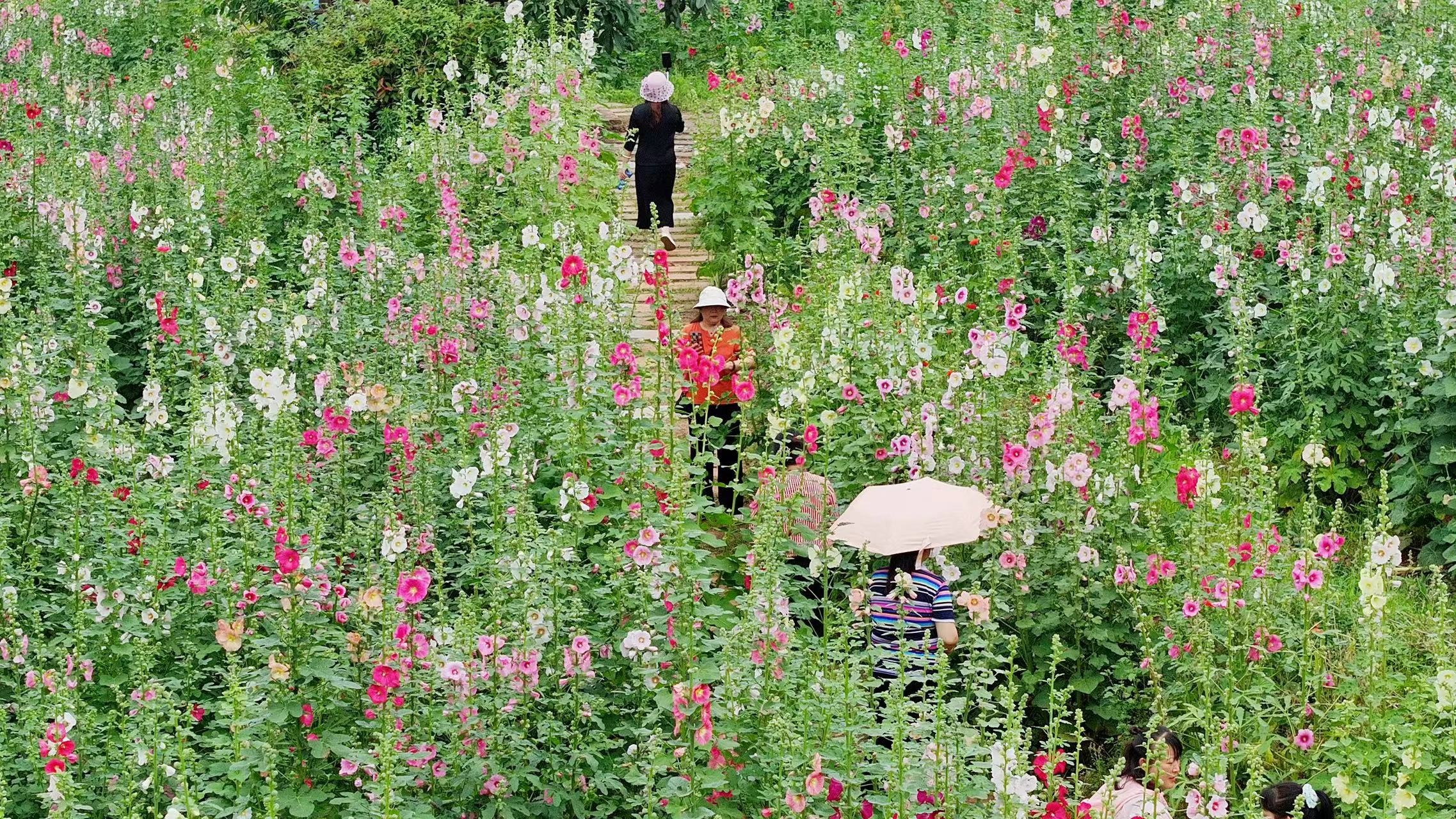 畅游蜀葵花海！成都金堂蜀葵文化旅游季正式开幕