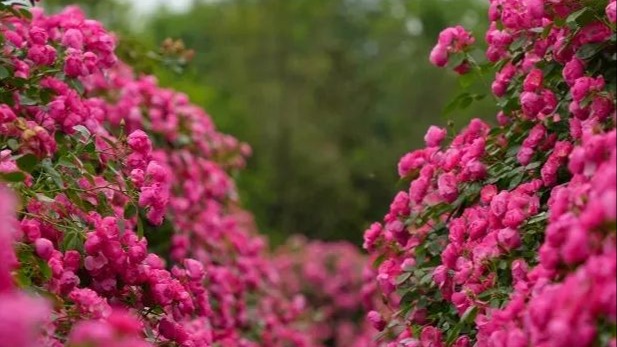 五月蔷薇开满墙之弄花里