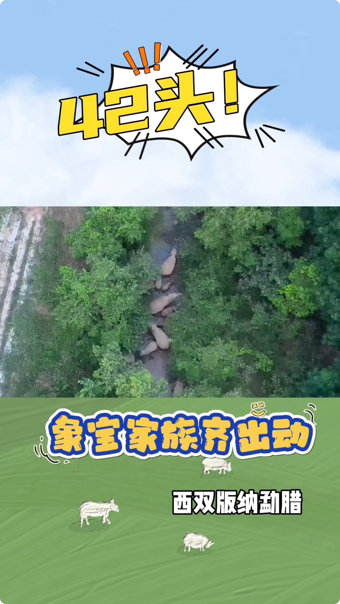 视频｜组团泡澡好热闹！云南42头大象宝宝齐出动