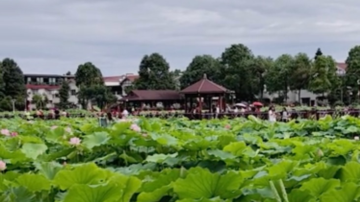 锦绣世园会｜赏大美成都 2024新津第六届荷花季开幕
