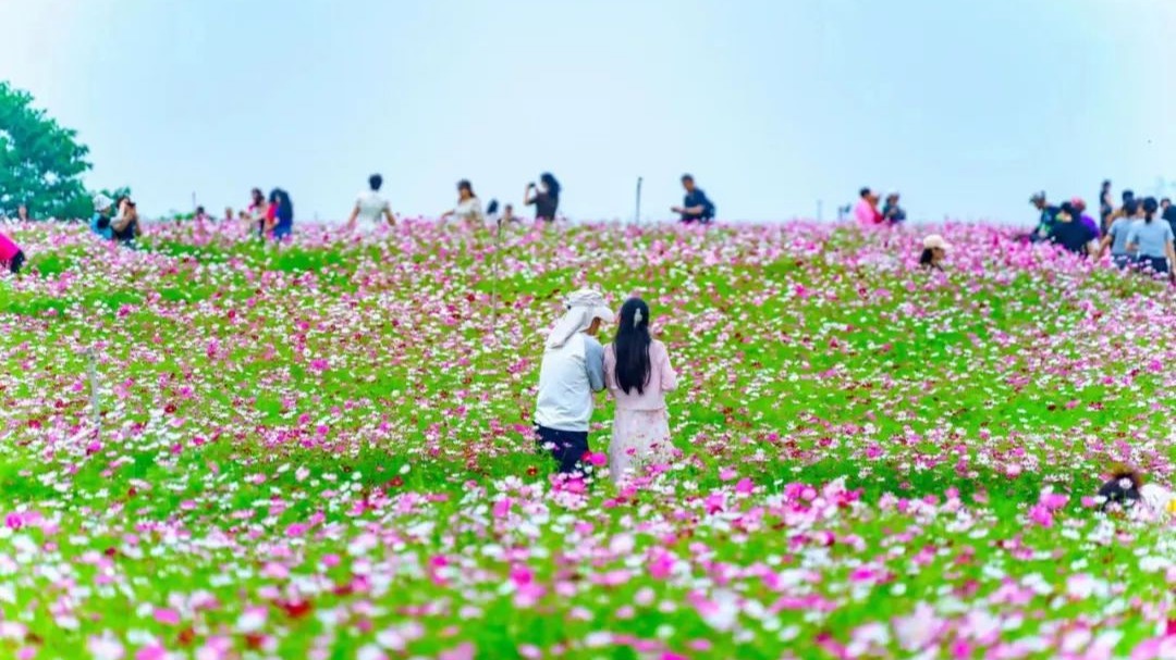 温江这里花开成海！快来Get这份赏花攻略~