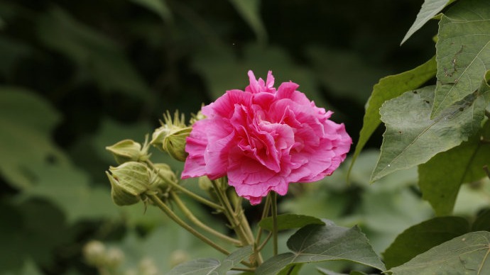 中国城市报关注｜成都芙蓉花开 满城芬芳