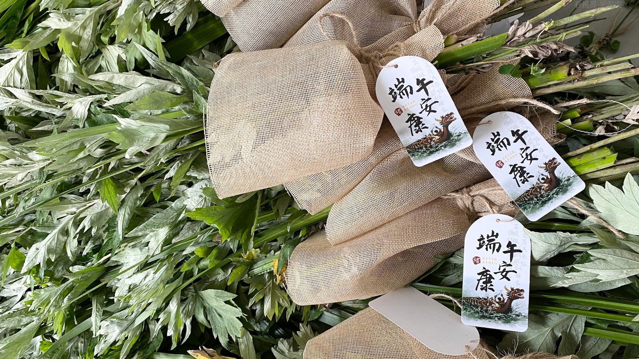 看度深观察｜是“草”也是“宝” 成都“小艾草”长出“大产业”