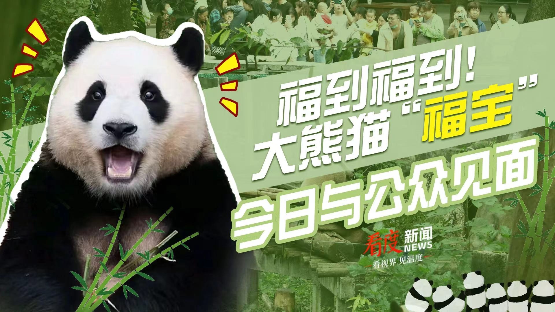 直播丨福到福到！大熊猫“福宝”今日与公众见面