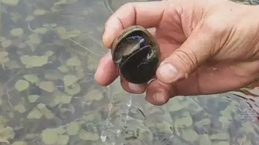 夫妻不戴手套铲除福寿螺感染寄生虫！四招教你有效预防