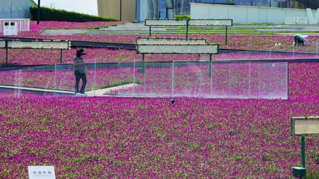 不会吧！绝绝紫千日红进入盛花期→