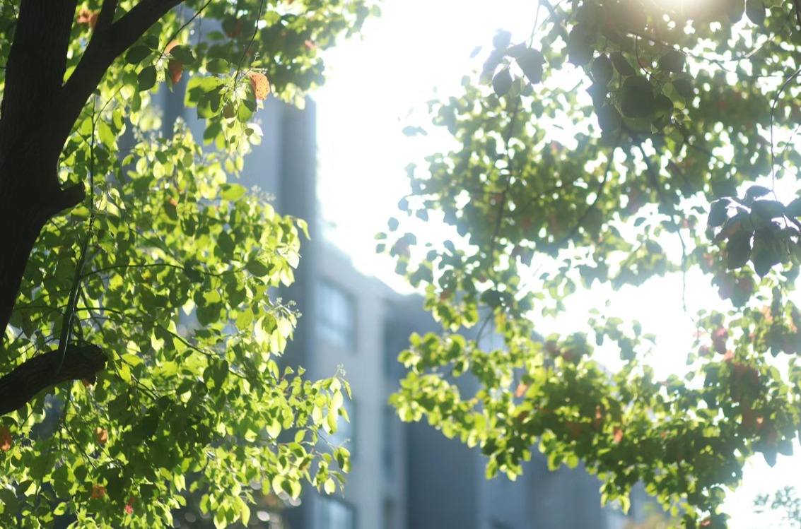 时评｜极端高温之下，我们可以做些什么？