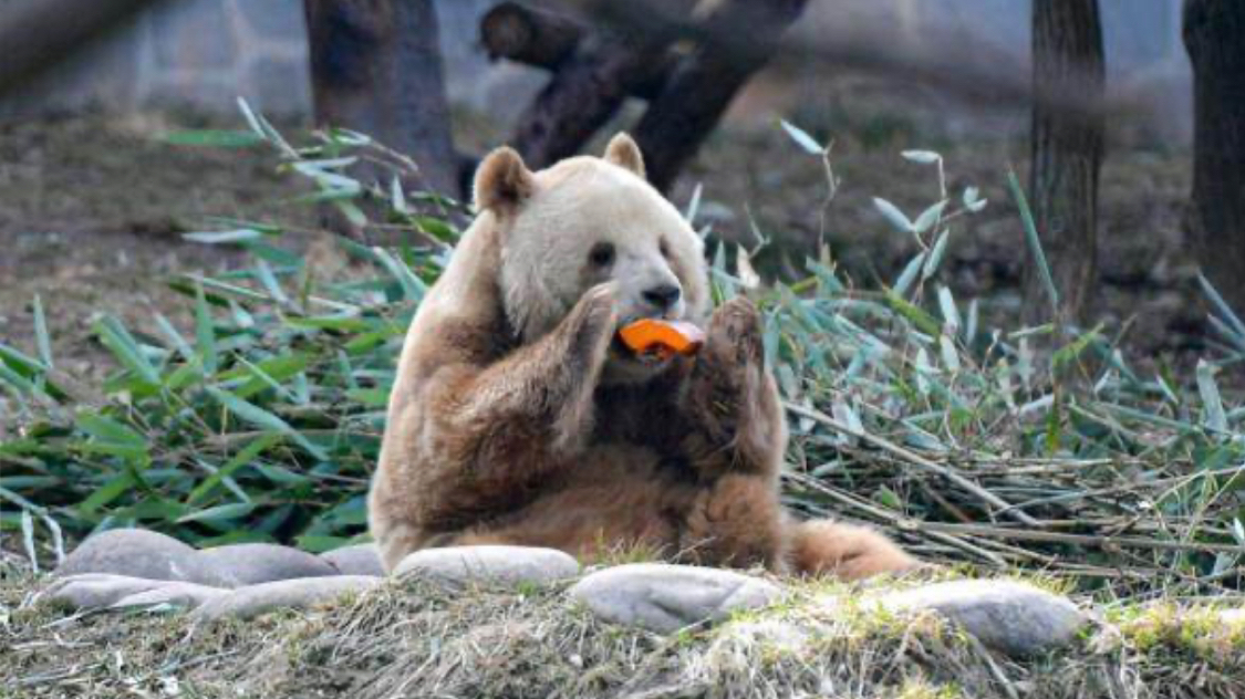 秦岭大熊猫研究中心：“七仔”未参与国际合作与交流项目