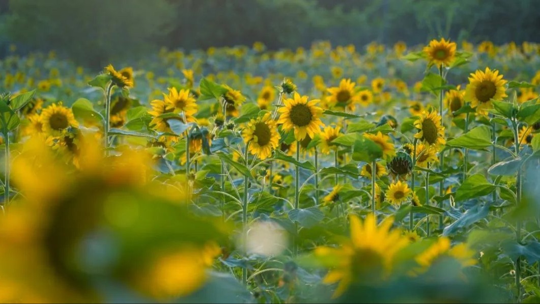 下一站！向日葵花海！快来解锁不同的花海体验→
