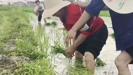 稻田欢歌