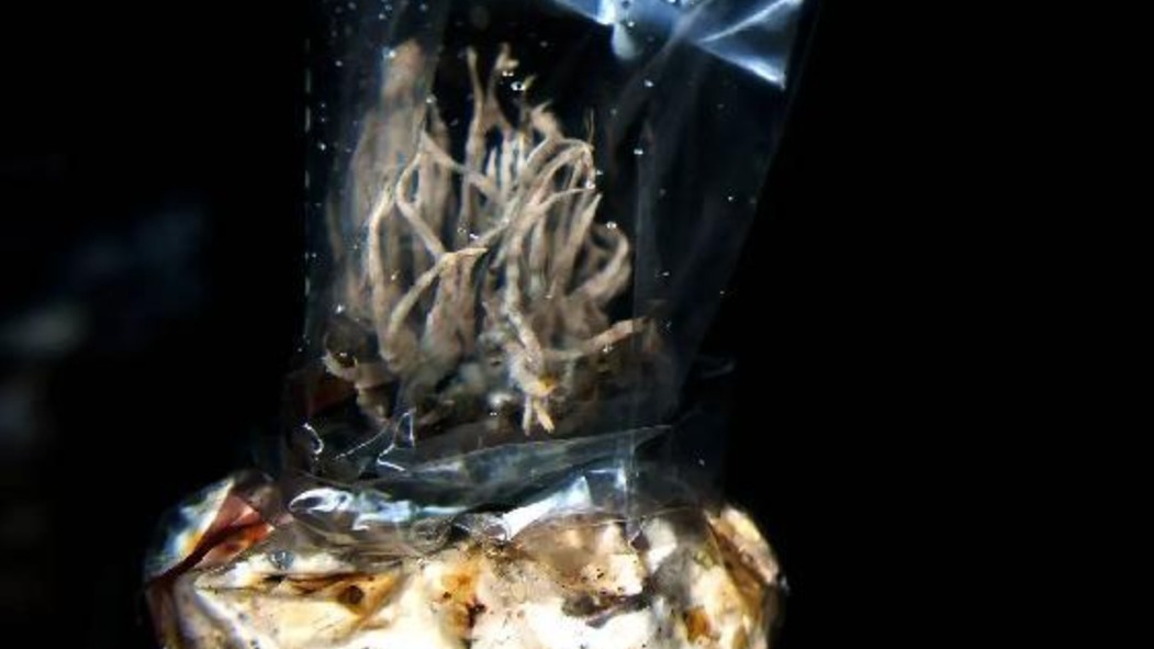 两个珍稀药用菌新品种在成都人工驯化成功