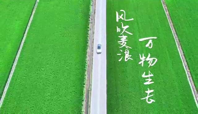 一起感受阳光下的麦浪