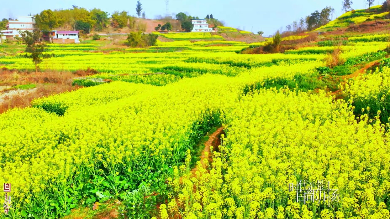 油菜花开美如画，春日盎然迎客来